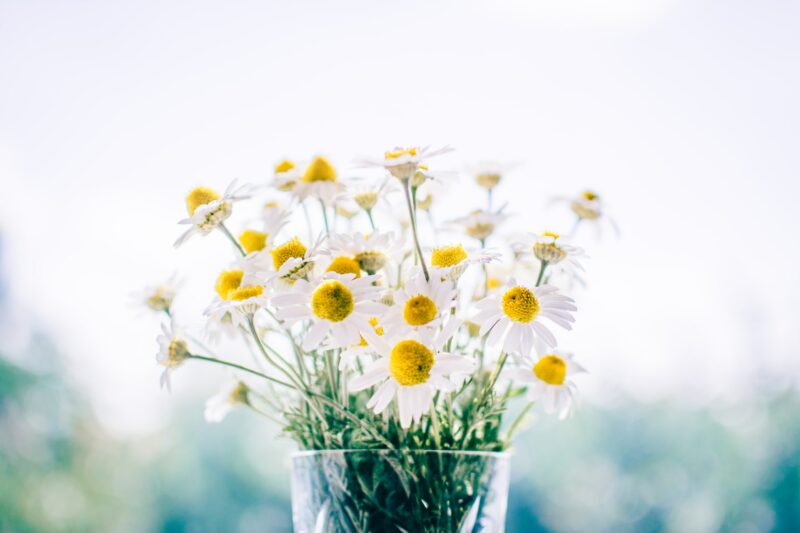 white flowers with yellow centers in a vase